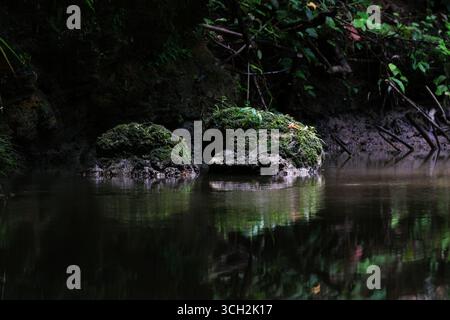 Green moss covered stones reflecting in still forest stream.this photo was taken from Bangladesh Stock Photo