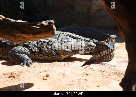 Crocodiles in an European open environment zoo Stock Photo