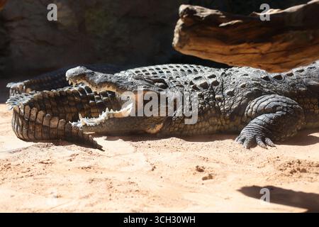 Crocodiles in an European open environment zoo Stock Photo