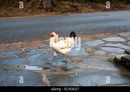 A chicken is walking on a wet road. The road is made of stone and the chicken is walking on it Stock Photo
