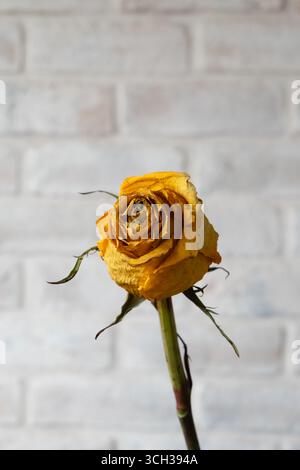 dried yellow rose with white brick wall background Stock Photo