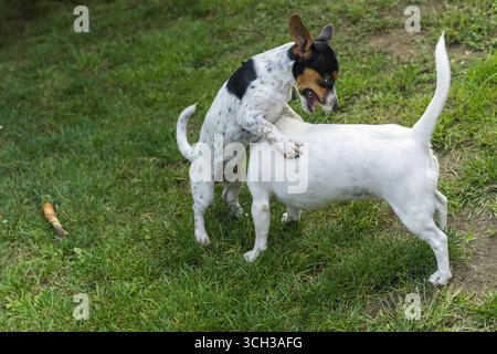 A young Jack Russell Terrier playing with an adult Jack Russell Stock Photo