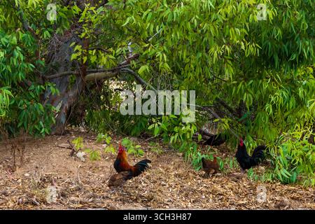 Free Range Chickens and Roosters in a Lush Green Natural Setting Stock Photo