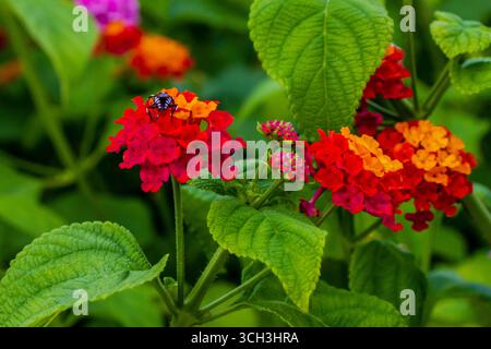 Vibrant Orange and Red Flowers with a Beetle Perched on a Bloom Stock Photo