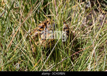 France - Aston - Common Frog (Rana temporaria) - A well-camouflaged frog hides among the dense grasses of the Pyrenees. Stock Photo