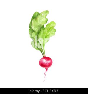 Hand-drawn radish with leaves, vegetable illustration. Stock Photo