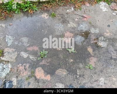 A Beautiful View of Rainy Stones Accompanied by Green Plants on Wet Pavement big puddle rain summer autumn  Stock Photo