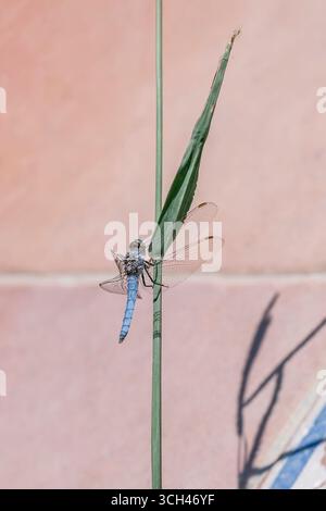 A blue dragonfly on a green plant with a pink background Stock Photo
