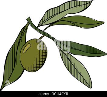 Olive branch graphics line ink colored illustration. vector. Isolated on a white background. For poster, invitation, backdrop, ad, sale promotion, pri Stock Vector