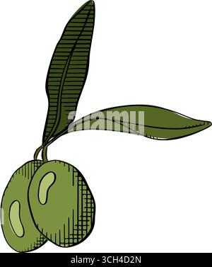 Olive branch, green fruit. Botanical Vector graphic line ink colored illustration. Mediterranean food. Texture greek nature illustration for package a Stock Vector