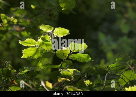 Close up of leaves in Old Nun Wood, near Princethorpe, Warwickshire. Stock Photo
