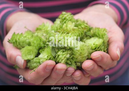 Hops Uk Hops flowers in woman's hands. Humulus lupulus 'Northern Brewer ...
