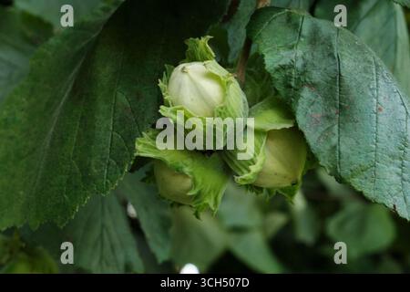 Close-up of hazelnuts ripening on hazel bush in garden during growing season Stock Photo
