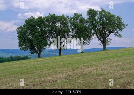 Four trees stand in a row on a grassy hill, their leaves full and green against a backdrop of rolling hills and a cloudy sky, providing shade and beau Stock Photo