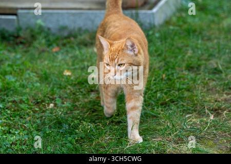 Ginger, the cat, is on the prowl in the yard. He's likely hunting for mice or birds, or maybe just exploring his territory. Stock Photo