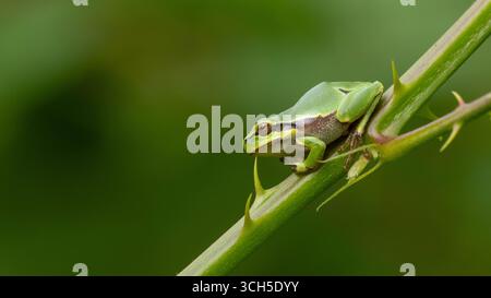 closeup of a tree frog perched on a thorn bush Stock Photo