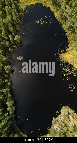 An aerial view of lake with birds surrounded by dense trees in ...