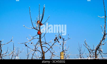 Frost-covered branches of an apple tree with a single apple still hanging in winter. Stock Photo