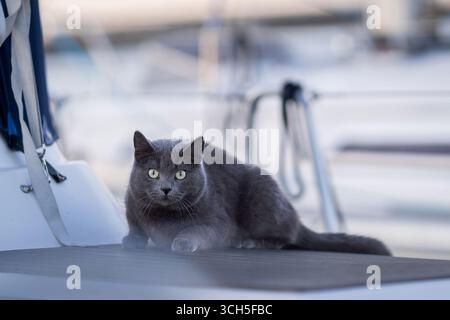 Dark grey cat lying on the deck of a sailboat. Short haired cat on sailboat. Stock Photo