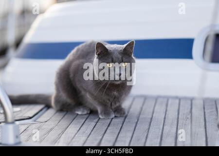 Dark grey cat lying on the deck of a sailboat. Short haired cat on sailboat. Stock Photo