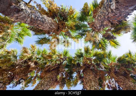Tropical palm trees growing in a row, view from below against the sky. Stock Photo