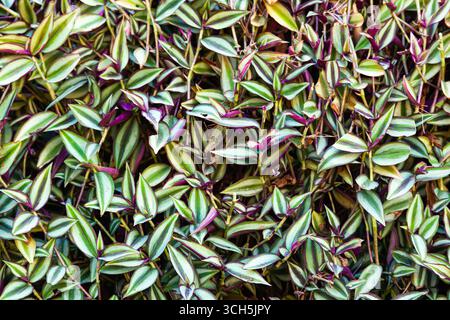 Dense herbaceous vegetation with long leaves on twigs, purple-green. Stock Photo