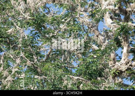 lichen growing on a tree branch. green living tree is affected by a large amount of lichen. branches in a fluffy white coating Stock Photo