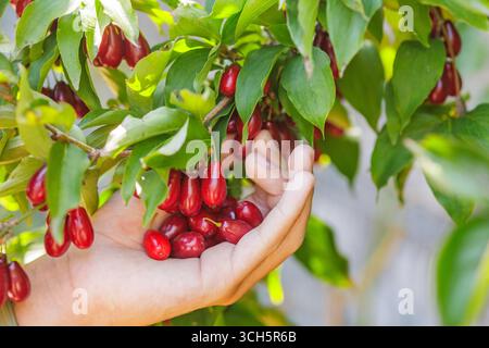 Closeup of hand harvesting Cornus mas fruit from tree branch, ripe red berries for organic food, herbal medicine, and wellness concepts. Stock Photo