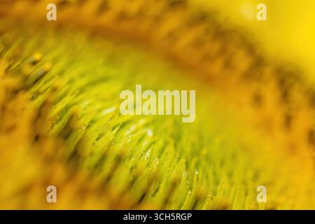 Macro photo of dewdrops on a sunflower head. Horizontal. Stock Photo