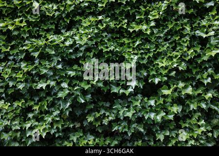 High Resolution Background Texture Of Common Or English Ivy (Hedera Helix) On A Wall Stock Photo