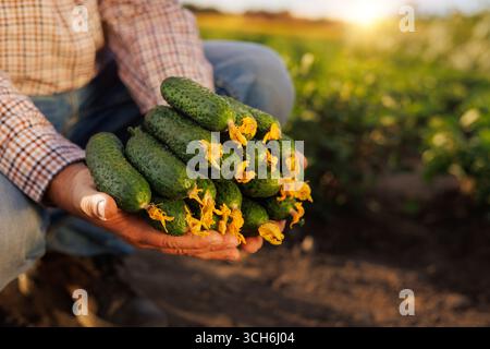 Man holding bunch of fresh cucumbers with yellow flowers in field during sunset. Agriculture and harvest concept Stock Photo
