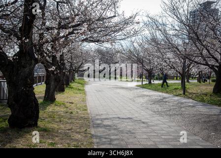 Curved Walkway Framed by Blossoming Cherry Trees. Pathway curving through a row of blossoming cherry trees during spring bloom season. Stock Photo