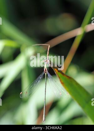 Willow Emerald Damselfly chalcolestes viridis, Wicken Fen, Cambriddgeshire UK Stock Photo