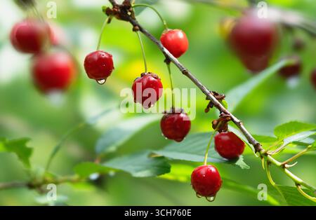 Ripe red cherries with water drops on a branch in summer Stock Photo