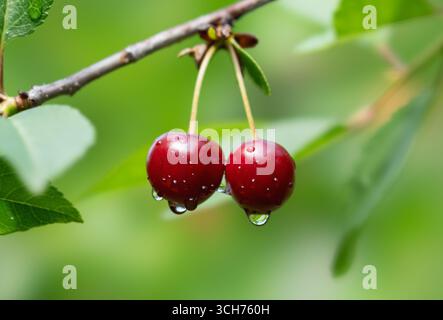 Cherry with dew and raindrops on the tree branch Stock Photo