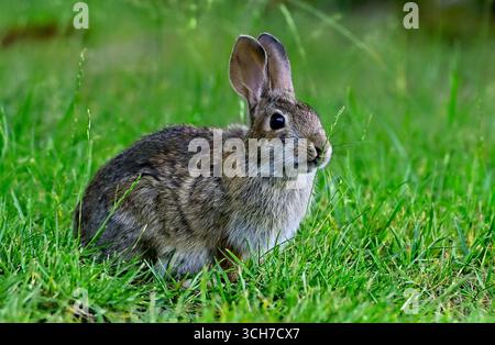 A side view of a wild Eastern Cottontail Rabbit feeding on some green summer grass on Vancouver Island Britisg Columbia Canada Stock Photo