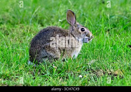 An Eastern Cottontail Rabbit,"Sylvilagus floridanus", eating the green grass on a rural Vancouver Island meadow. Stock Photo