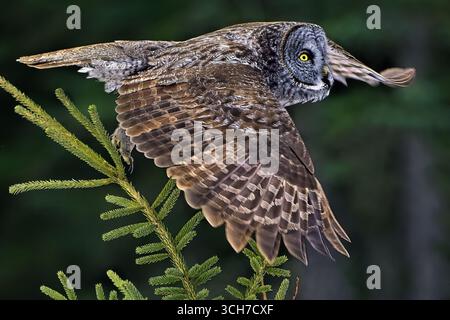 A Great Grey Owl "Strix nebulosa", taking off from a treetop perch in rural Alberta Canada Stock Photo
