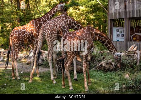 Giraffes eating grass on background of trees. Stock Photo