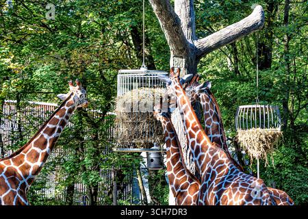Giraffes eating grass on background of trees. Stock Photo