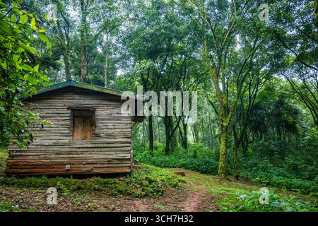 An old log cabin in the forest of Mount Elgon National Park, Uganda, Africa. Stock Photo