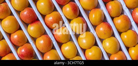 Rows of ripe yellow and red nectarines arranged neatly in a box, showcasing fresh fruit ready for sale or consumption, Fresh harvest, yellow backgroun Stock Photo
