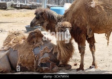 two Bactrian (Mongolian) camels one laying on sand one standing in bright sunshine on a warm Spring afternoon Stock Photo