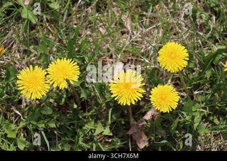 close-up macro five bright yellow dandelion blossoms with green leaves and dry grass in spring Stock Photo
