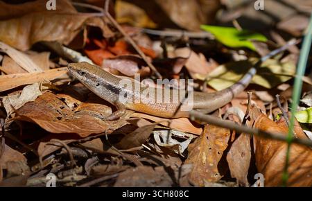 Closed-litter Rainbow Skink (Carlia longipes) lizard in dry leaf litter on rainforest floor in late afternoon sun with red abdomen and black stripe Stock Photo