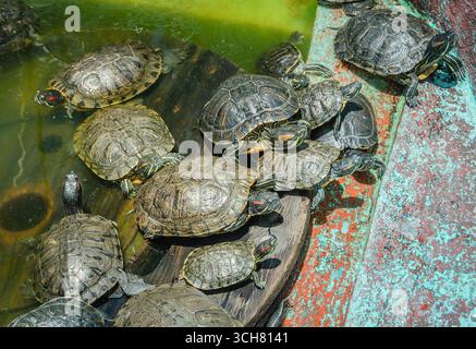 A group of turtles crowded together in a small pond area. The scene captures the natural behavior of turtles basking and interacting in a shared habit Stock Photo