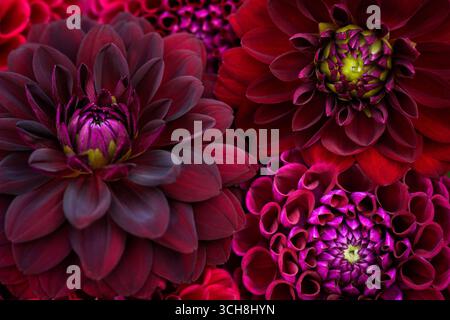 Burgundy red dahlia blooms background. Dark red and maroon dahlia flowers close up. Floral wallpaper. Stock Photo