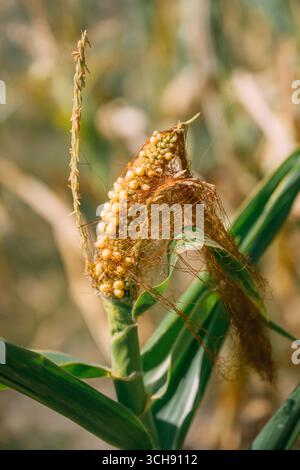Close-up of an undeveloped corn cob with yellow kernels and silk on a green stalk in the field. Selective focus. Stock Photo