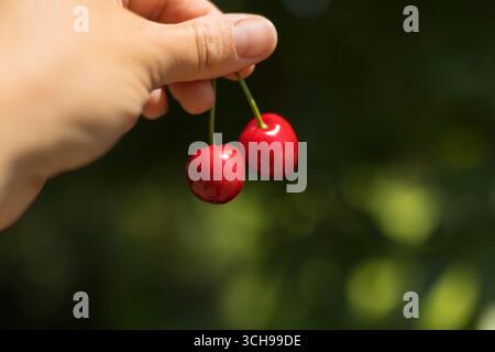 Close up of hand holding two fresh cherries from their stems Stock Photo
