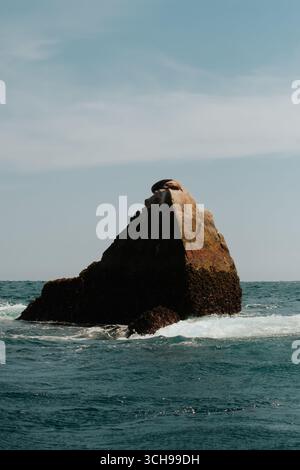 Sea Lion Resting on Rock Stock Photo